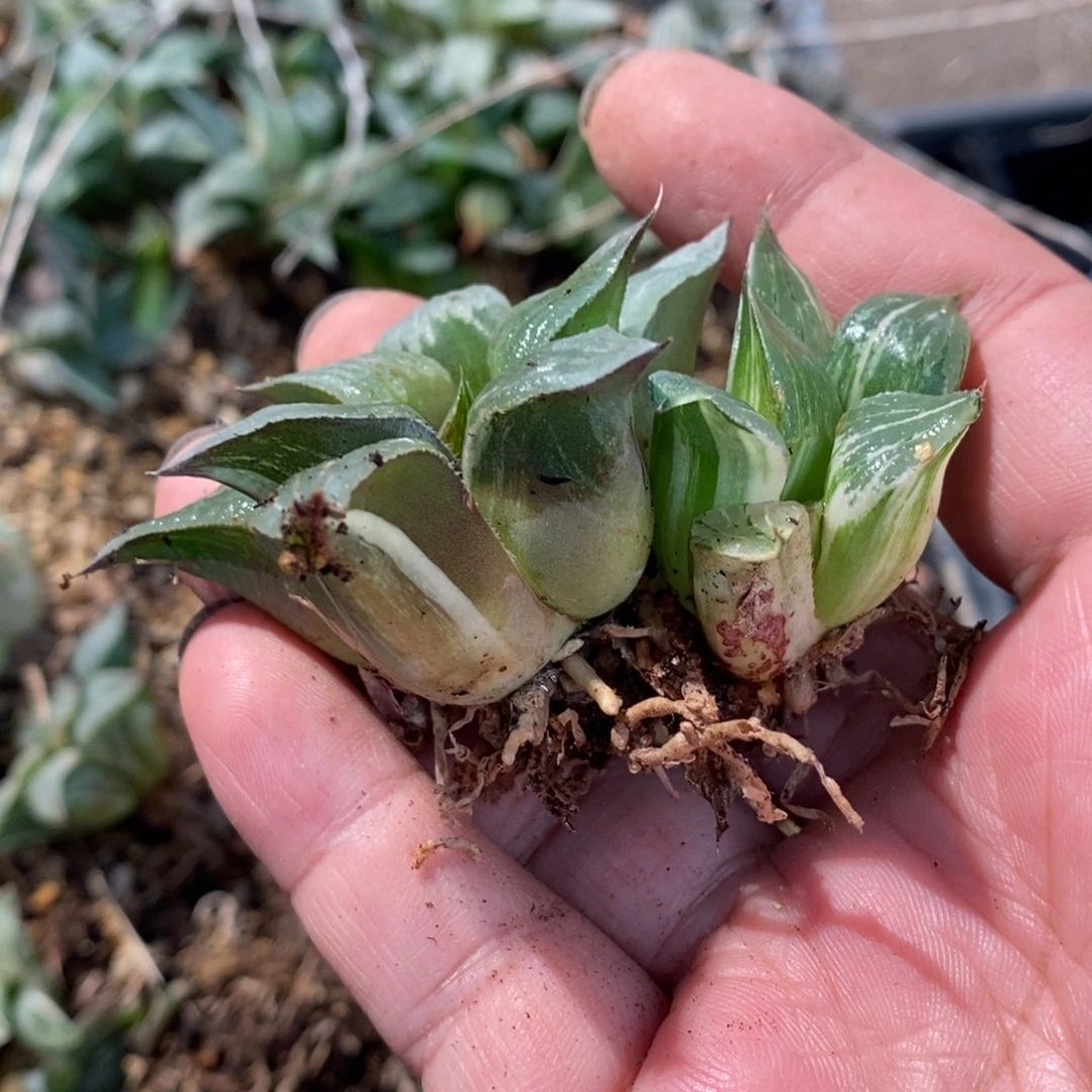 宜***馆1186 两颗一起 福利。