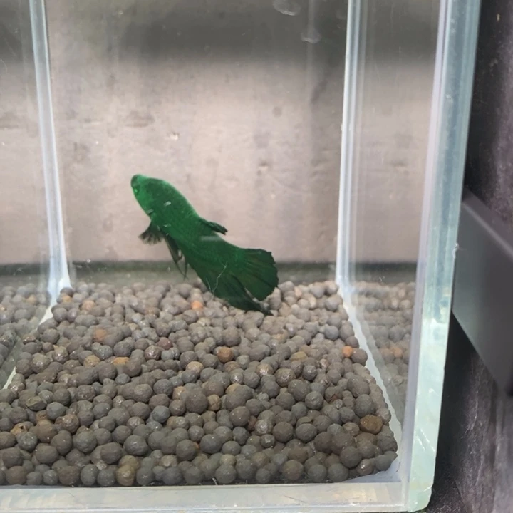 斗鱼泰国斗鱼581号