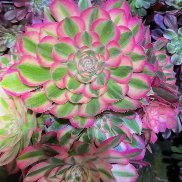 晴粉女郎捧花特价福利23