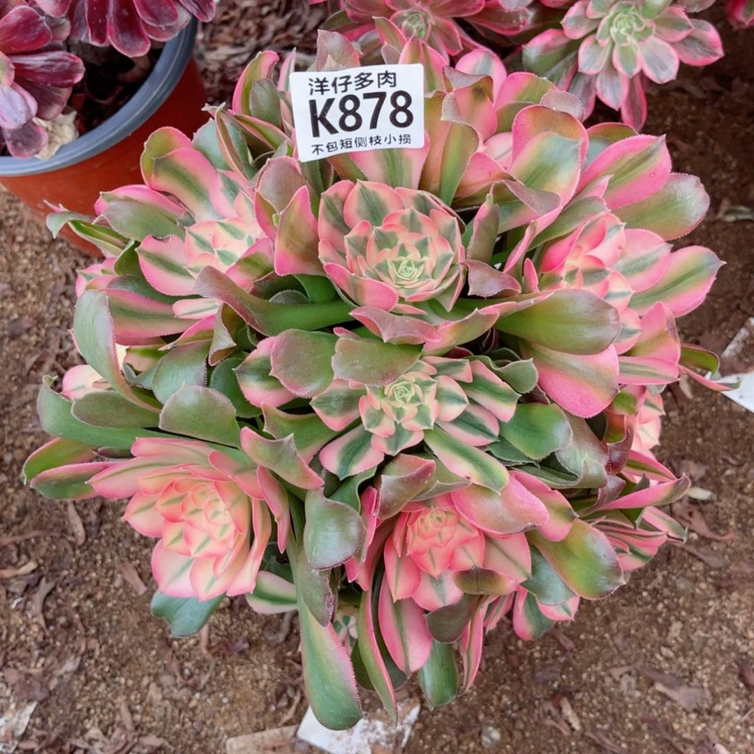 878香妃 冠幅25左右