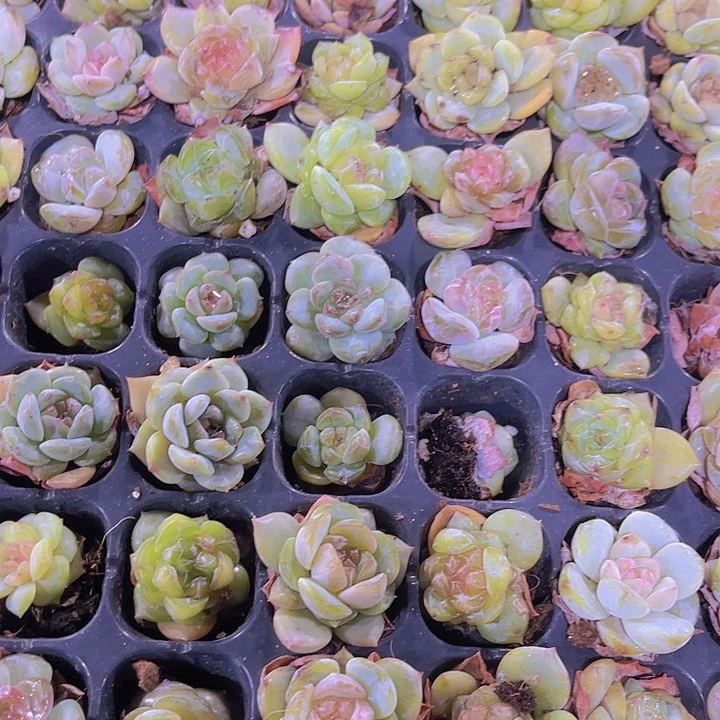 精品海梦多肉植物