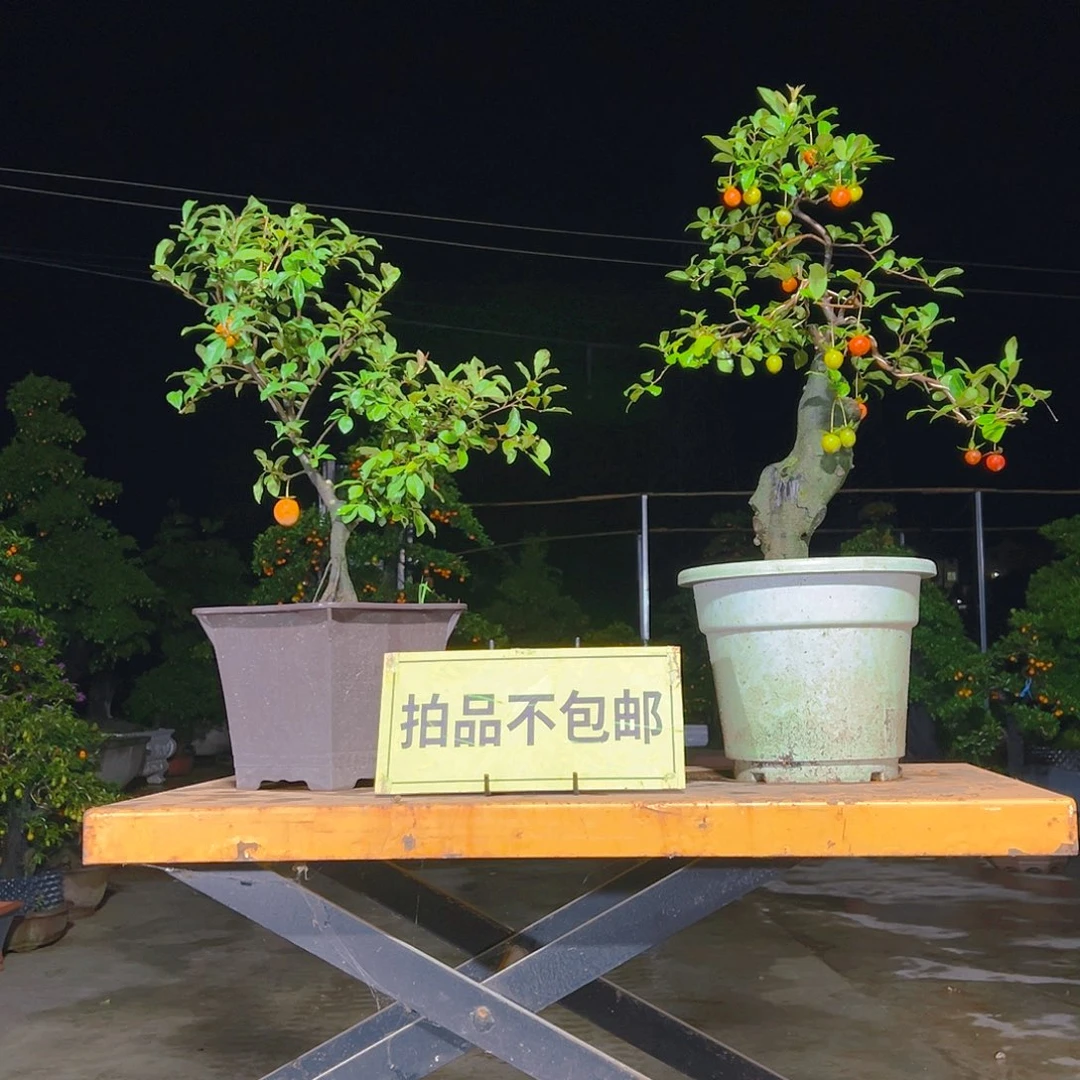 无花朵嫁接金弹子
