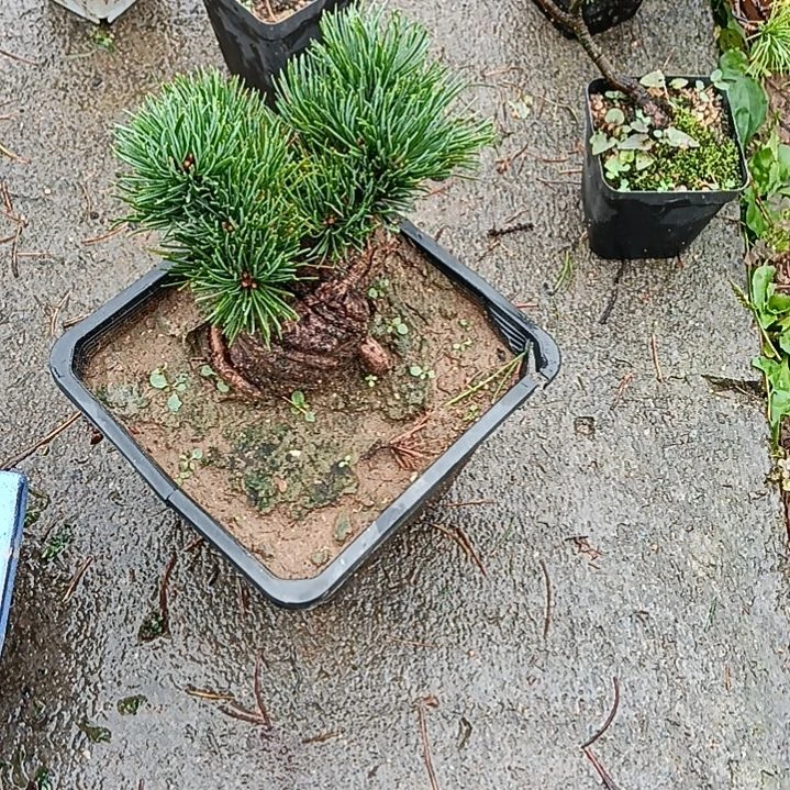 贵品大板松盆景那须娘