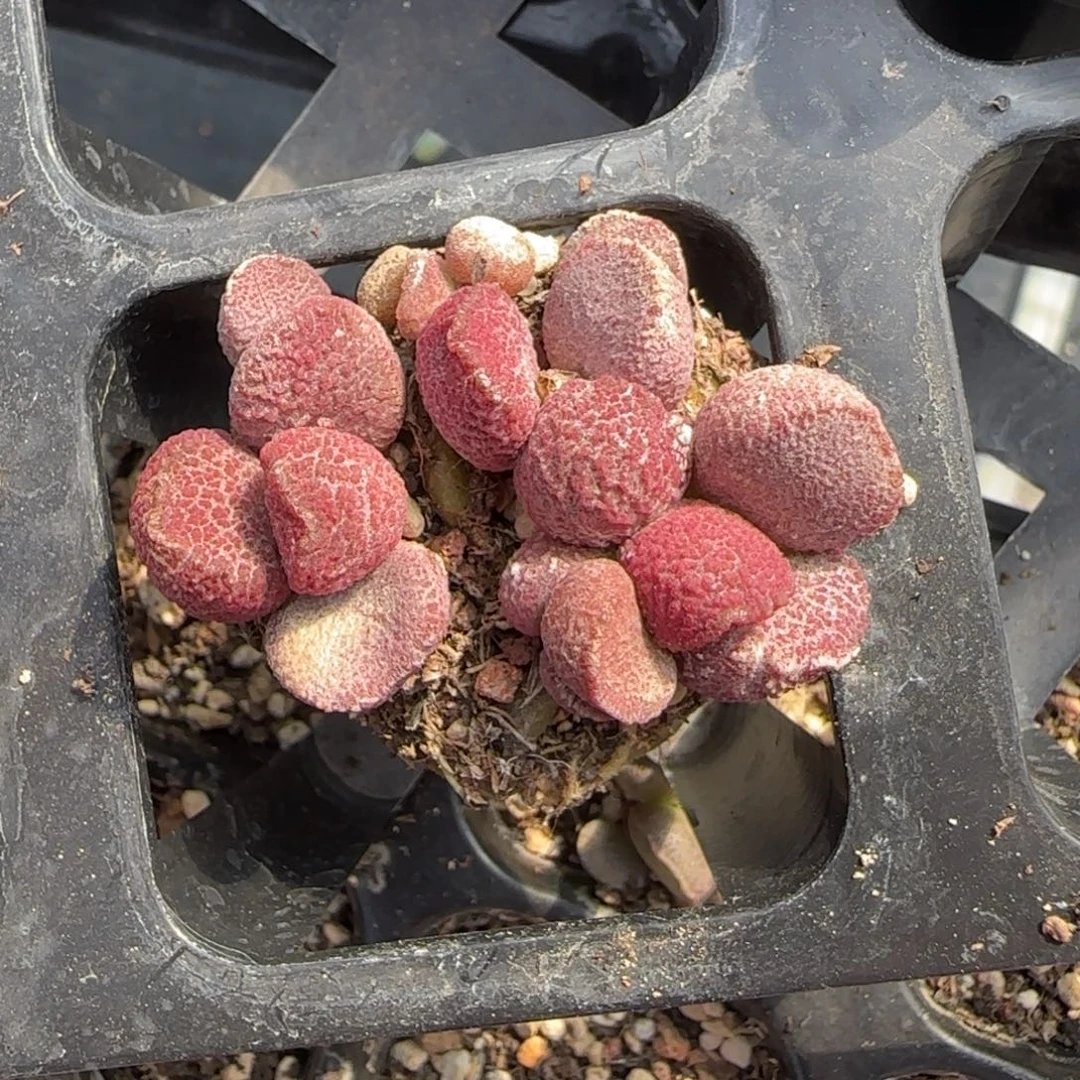 夏娃水泡多肉植物水泡