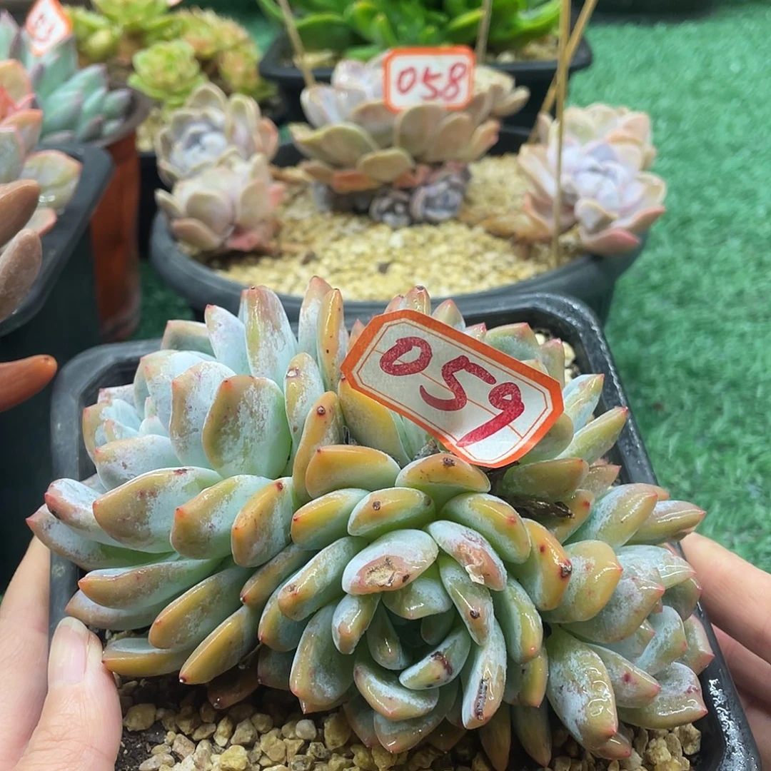 059一物一一拍一拍