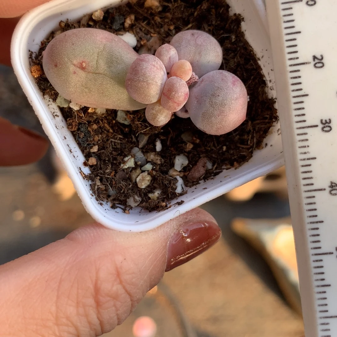 米可奶有锦纹啊啊啊