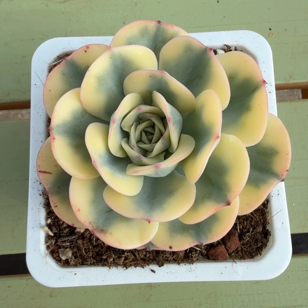 奶油黄桃锦上园艺一物一拍