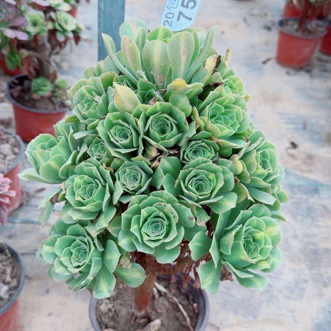 翡翠琉璃752满20包邮断枝不包