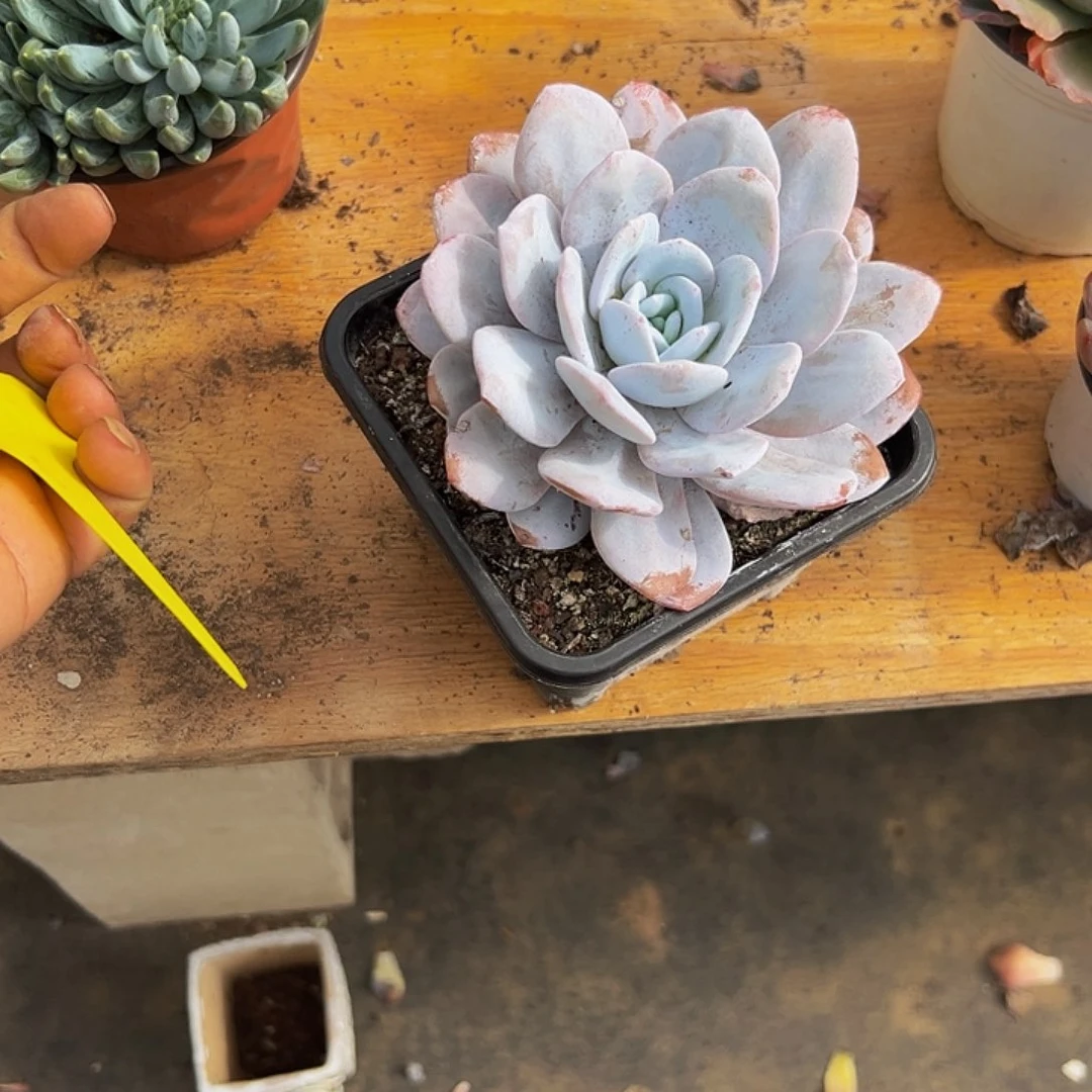 。***。好养活多肉植物200