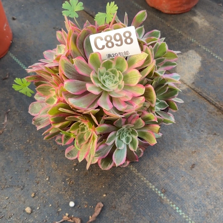 瑞妈，，，。。。。898孔雀翎，