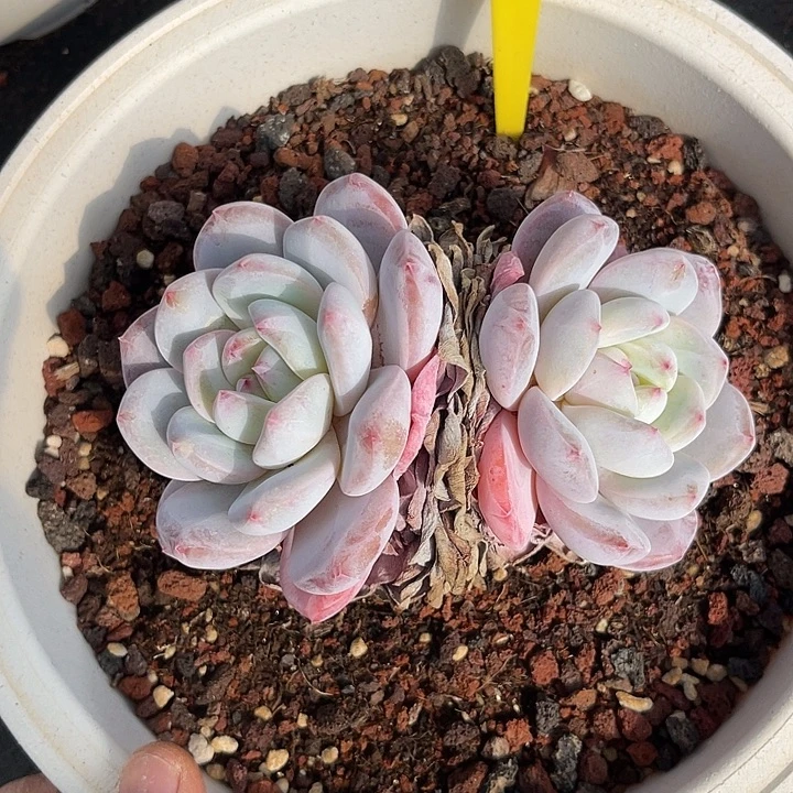 云尘多肉一物一拍 246,