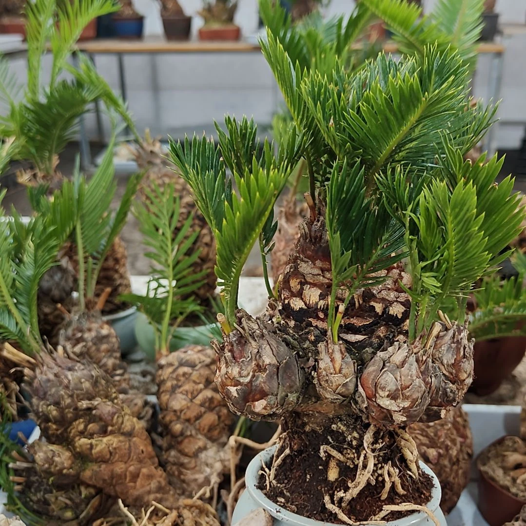 黑***妖无花朵白鳞铁盆景基地价