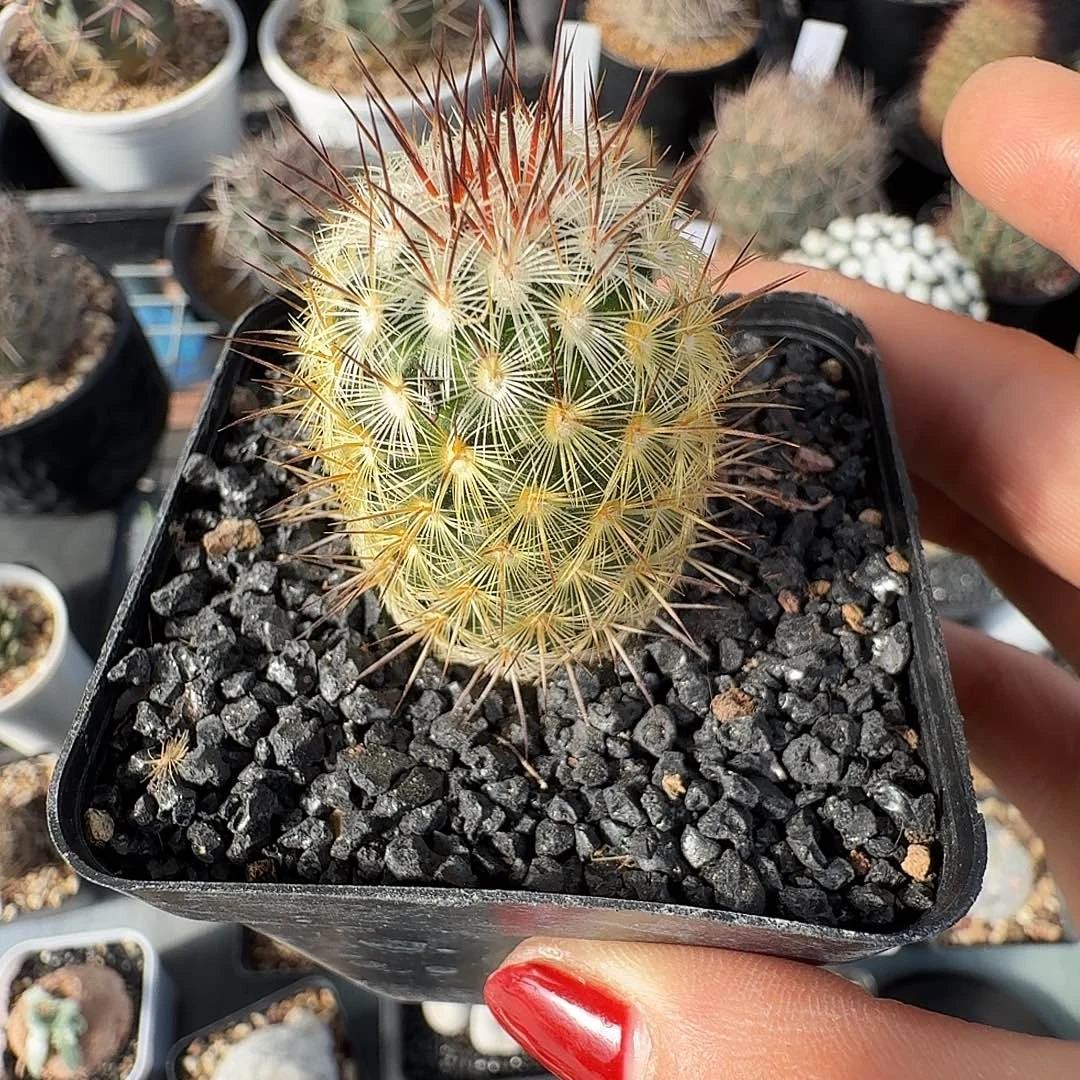 实生夕雾脱土发货