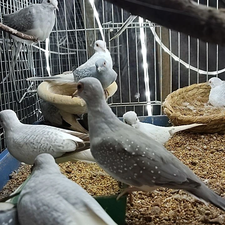 蓝白成年一对笼子