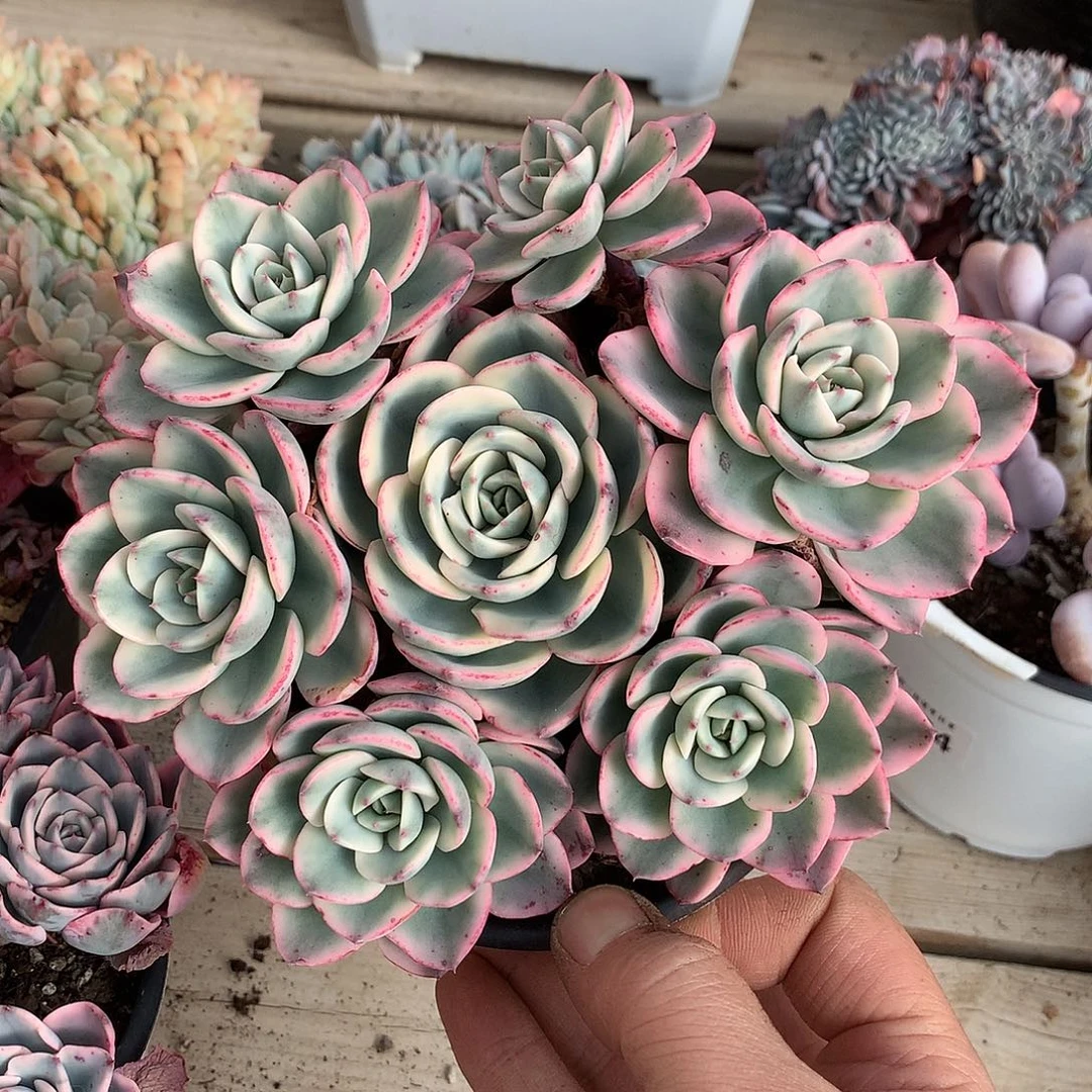 323奶油黄桃锦多肉一颗17.5厘米