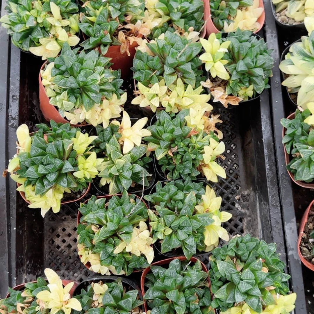 姬寿锦多肉植物一颗