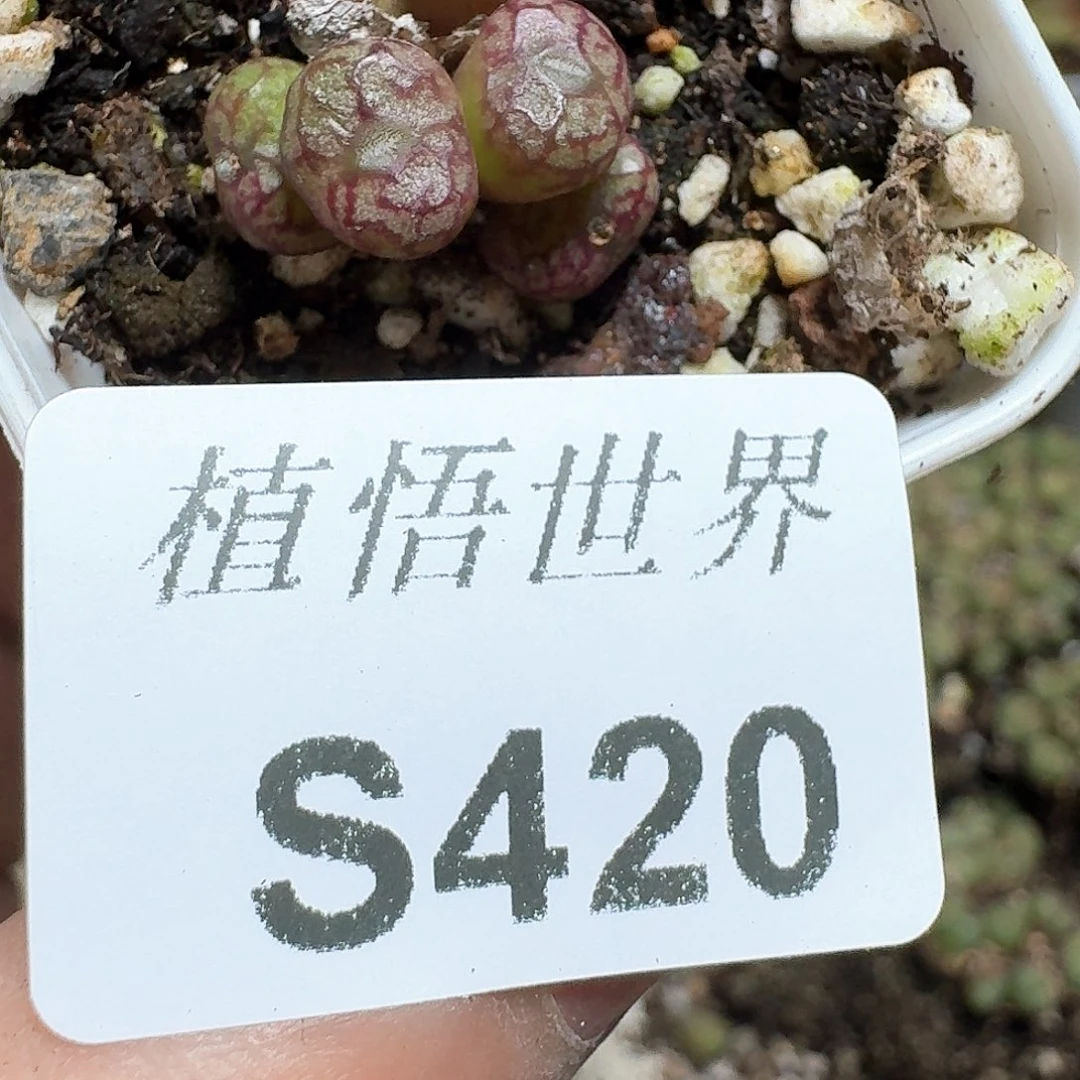 420号多肉植物哇f f