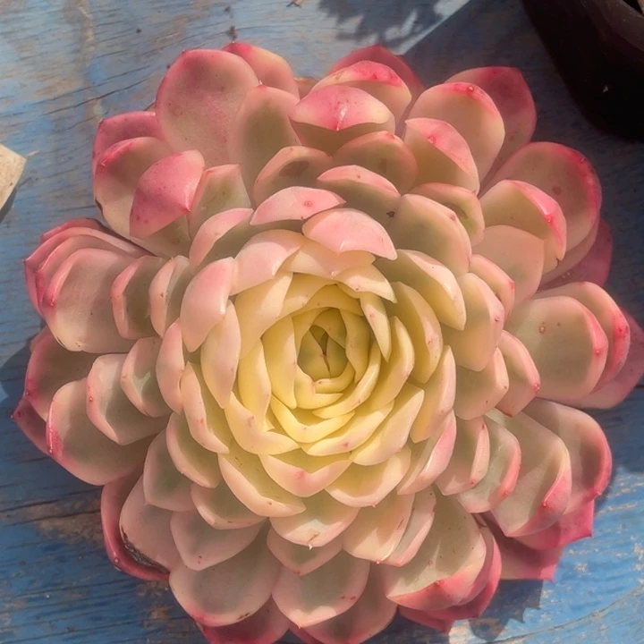 粉水晶锦超大一颗价格