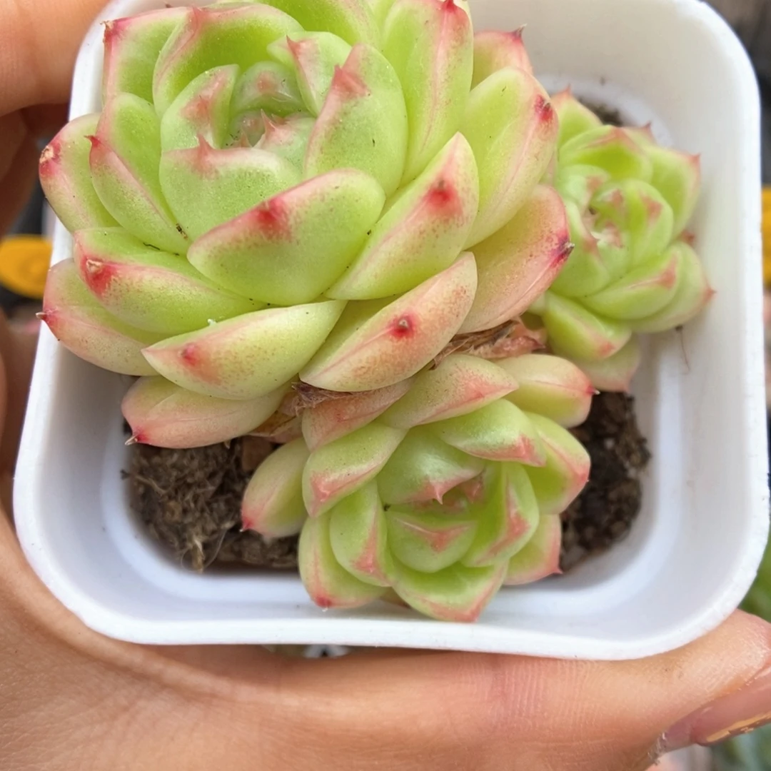 菠萝蜜麦秆群生518号