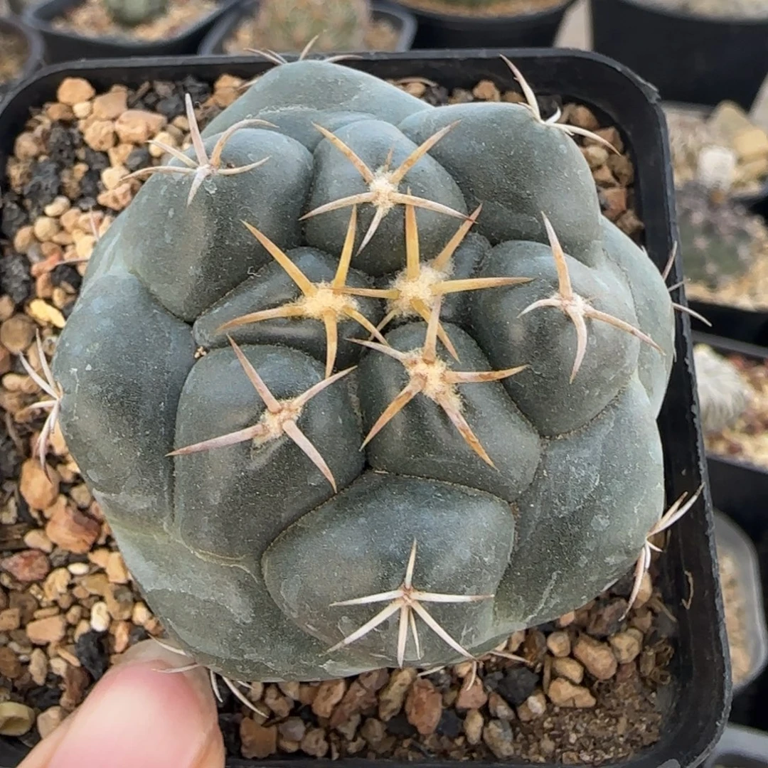 03实生安宅象牙多肉4.9厘米