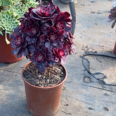 美杜莎49多肉植物法师