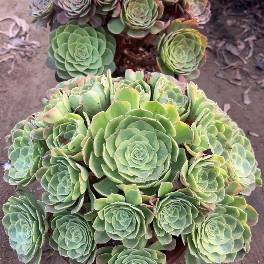 雨荷花月夜347号法师