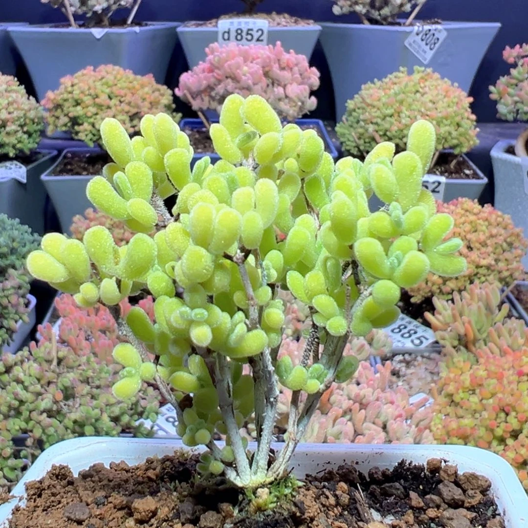 d870黄绿星星枝干番杏