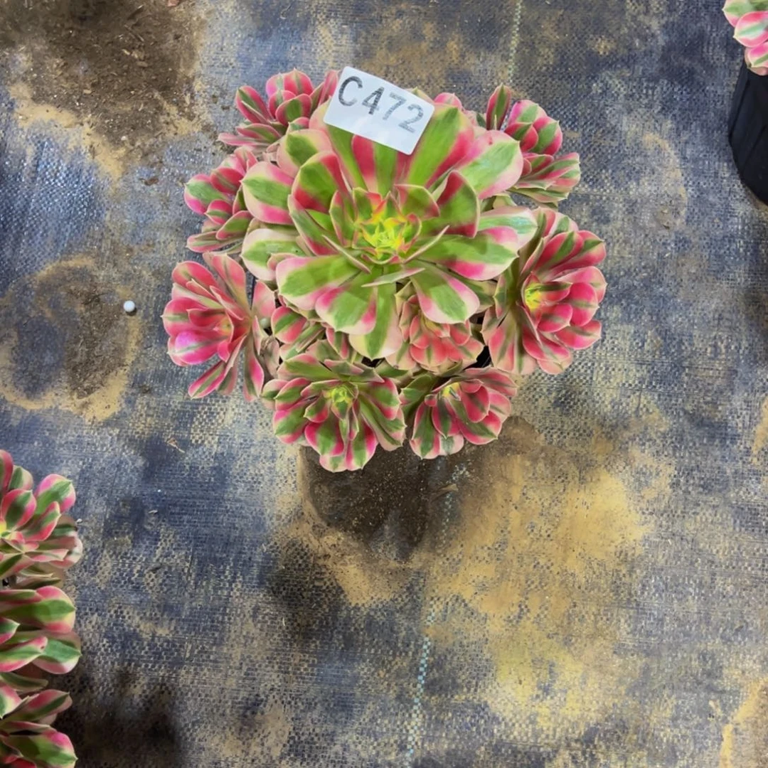 路***间无花朵粉女巫法师472