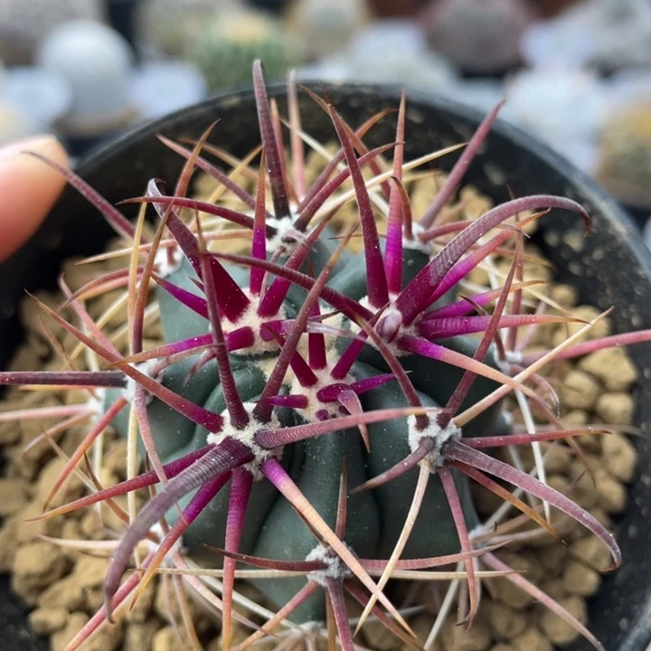 红刺金冠龙         实生根