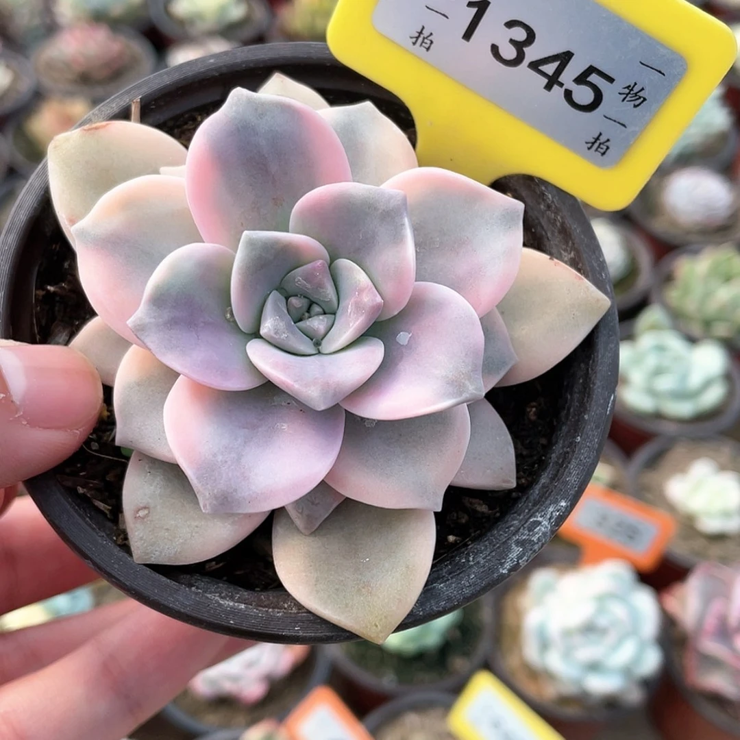 【闪购商品】1345号