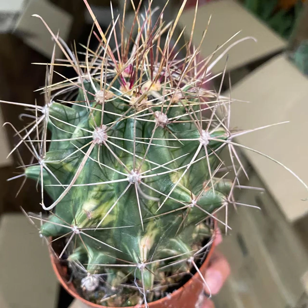 大虹锦  仙人球植物漳州基地直发货 新手好养 室内外办公室