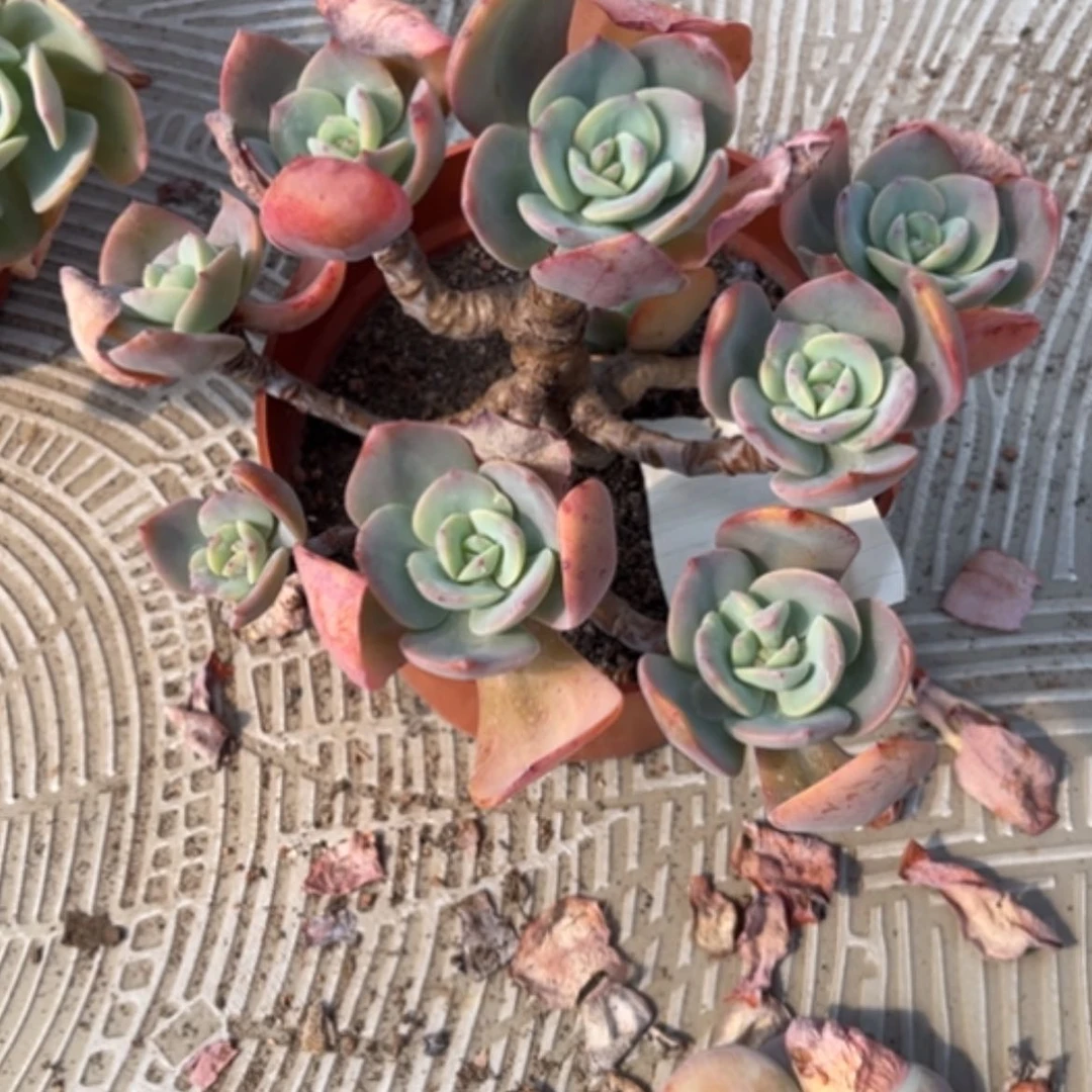 【闪购商品】?***°白凤