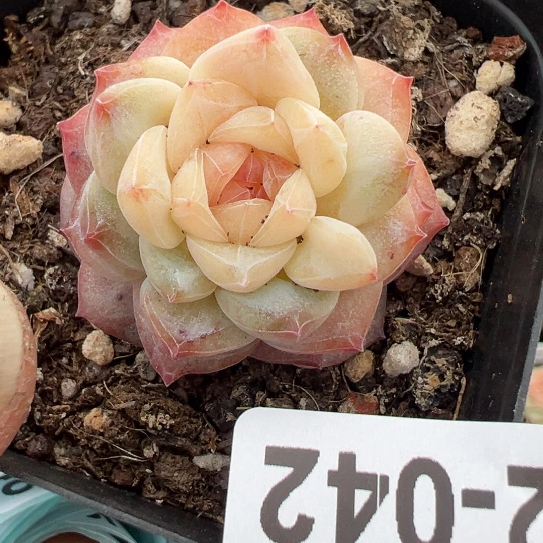 小卡拉米糖心一物一拍12-42