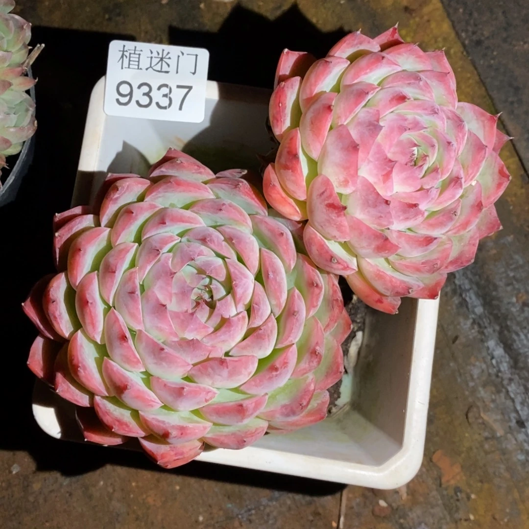 A***光不包整~9337~12厘米