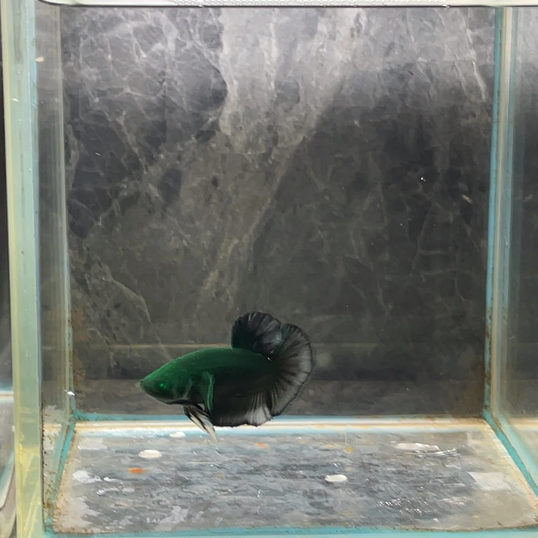 斗鱼育平斗鱼泰国斗鱼