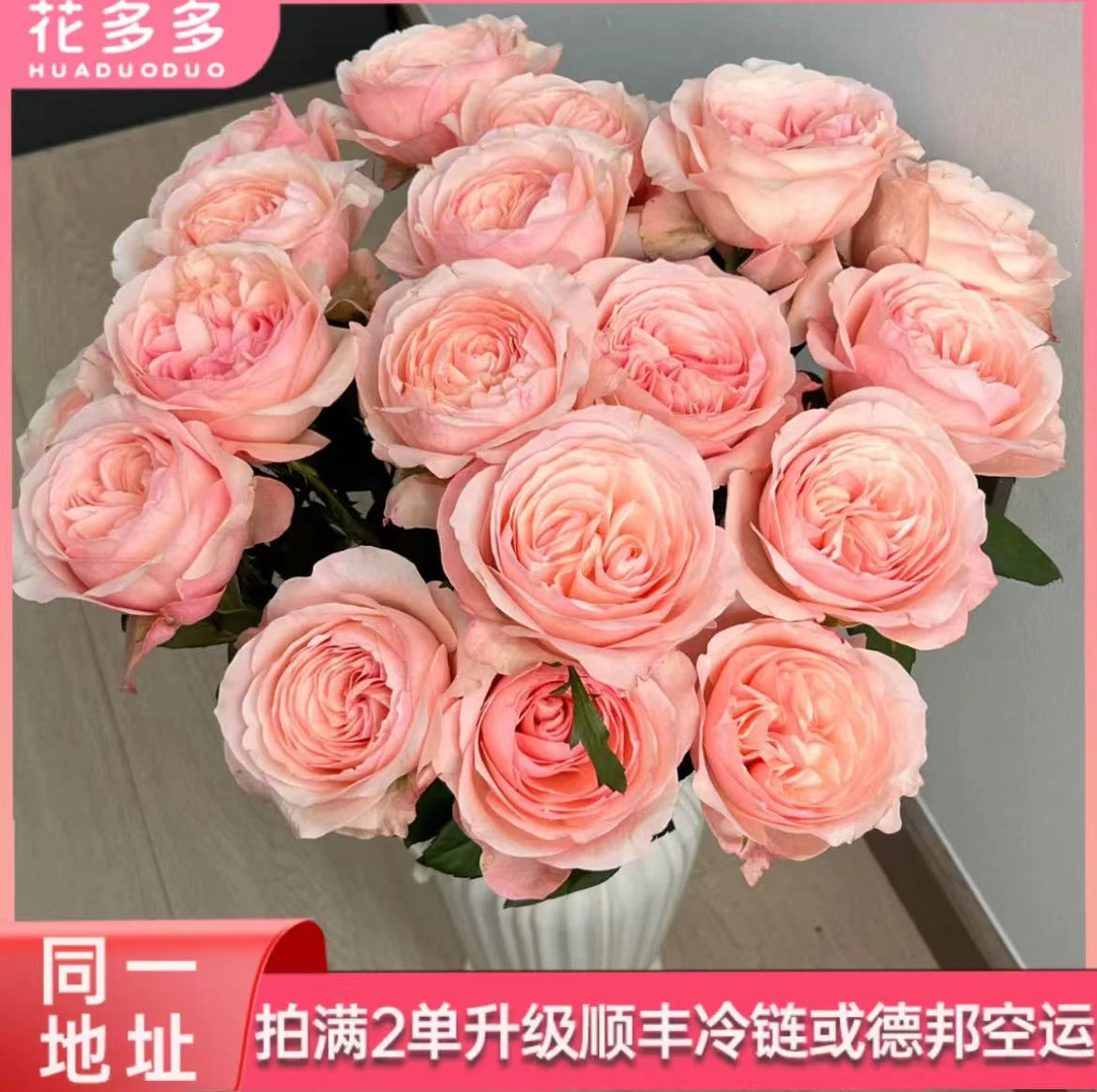 【凯瑟琳】单头玫瑰10支  全场鲜花任意满两单升级冷链