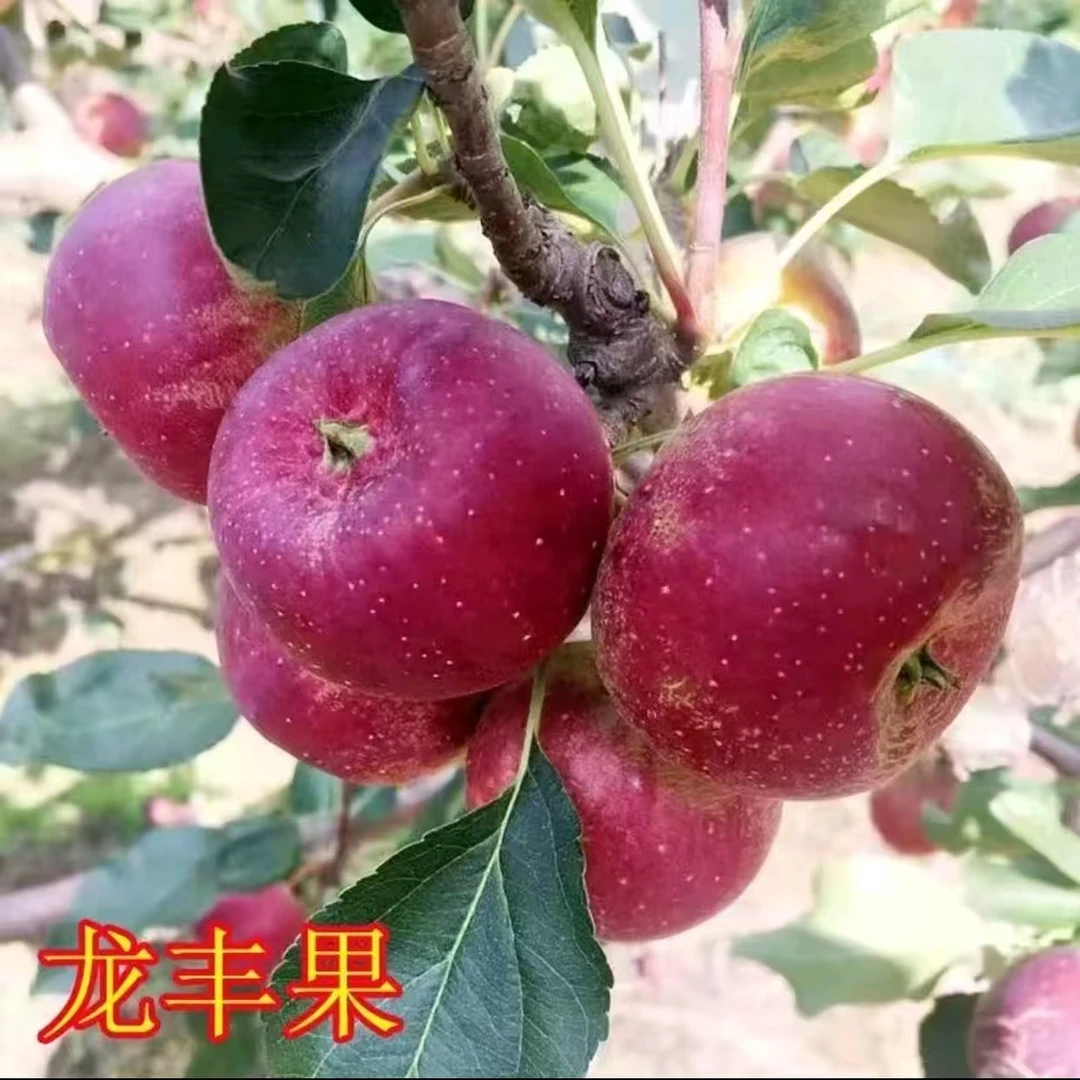 东北龙丰果大秋果应季水果脆甜多汁
