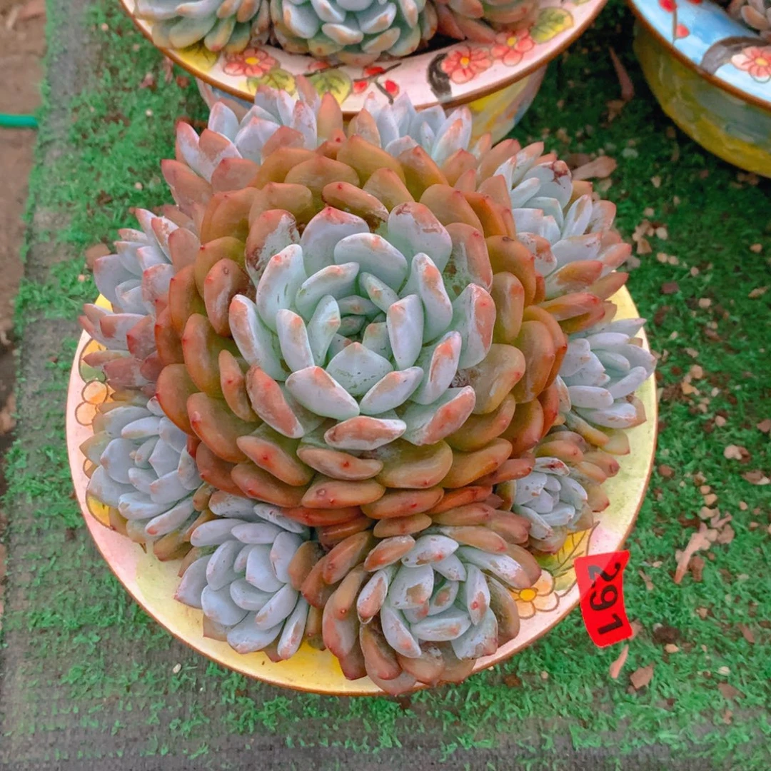281橙子11111111111