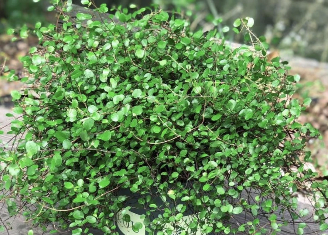 千叶吊兰盆栽垂吊绿植四季常青可用于烘焙糕点装饰