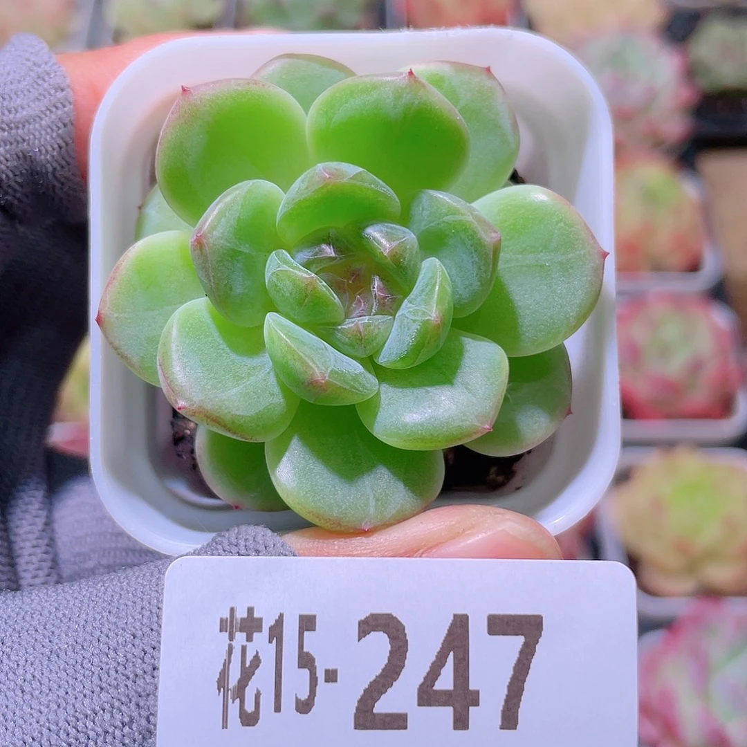 花利美15-247新品