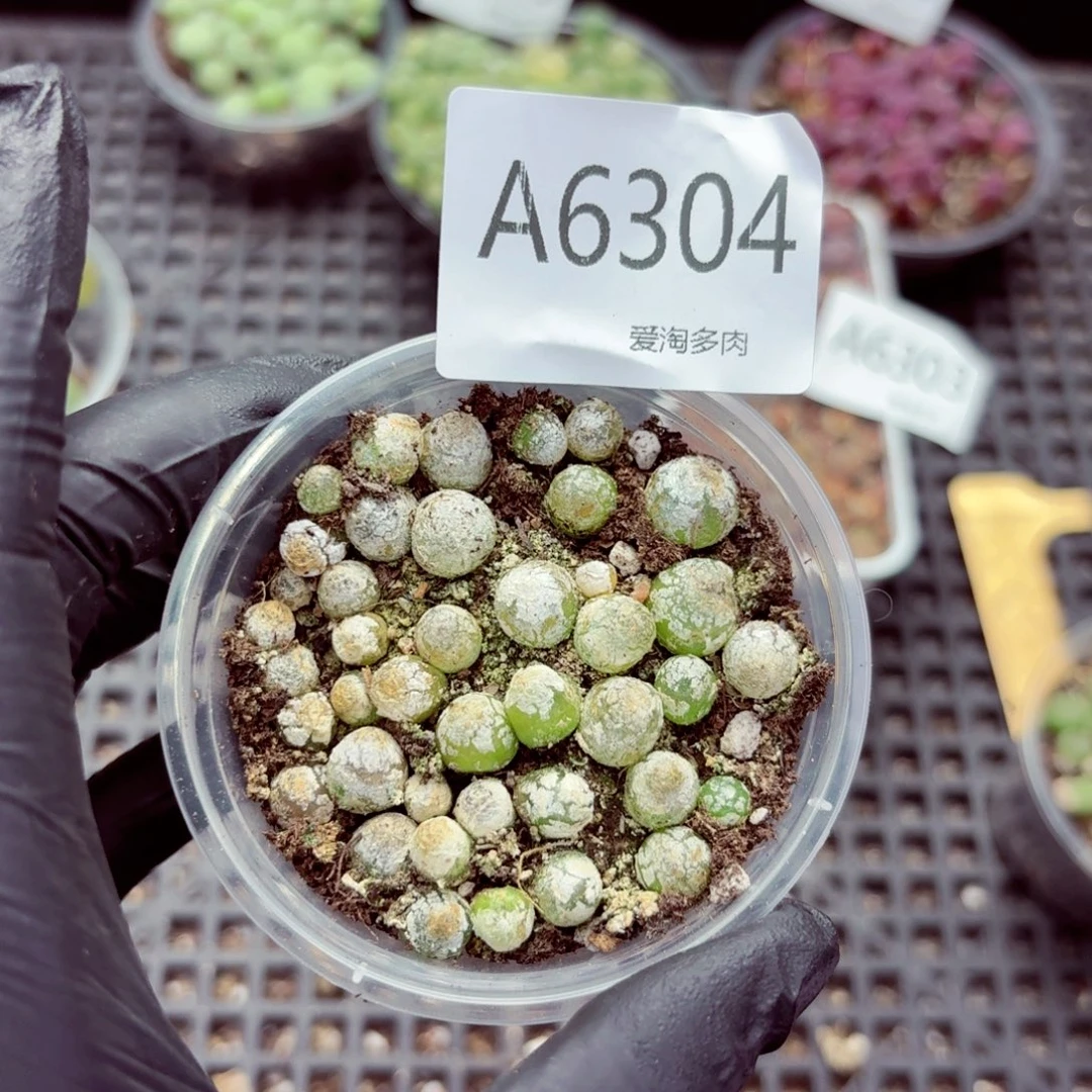 6304–生石花 生石花
