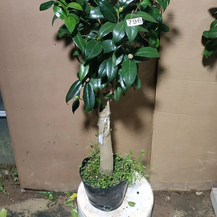 796雅子，原盆原土发货，不包邮