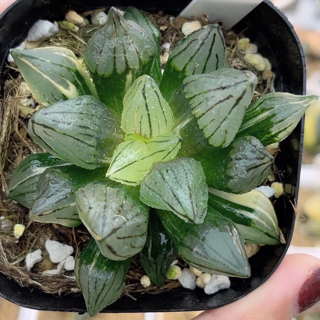 18西瓜寿锦福利专场