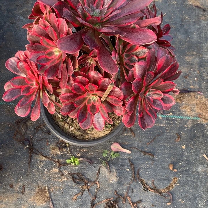 220蒙娜丽莎多肉植物特价