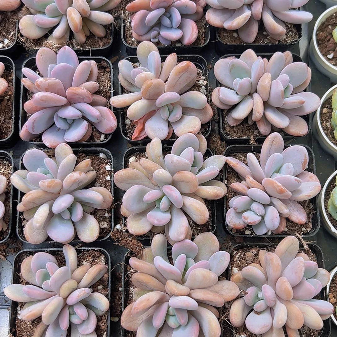 双头粉兔多肉9.9包邮