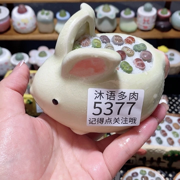 带盆土植物 一物一拍5377