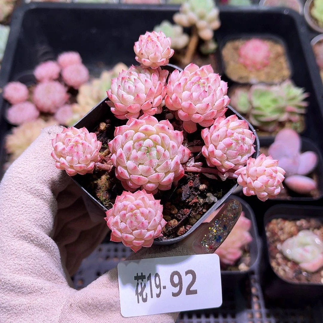 花利美19-92小粉莓