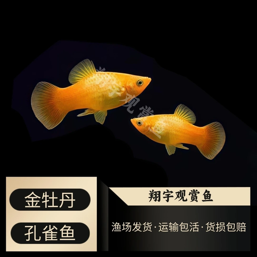 『金牡丹』孔雀鱼观赏鱼淡水小型热带鱼易繁殖好养冷水易活纯种宠物