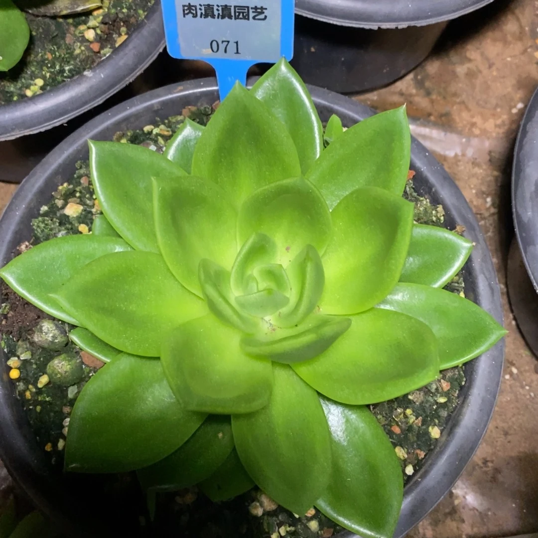 x071-多肉植物 翠花