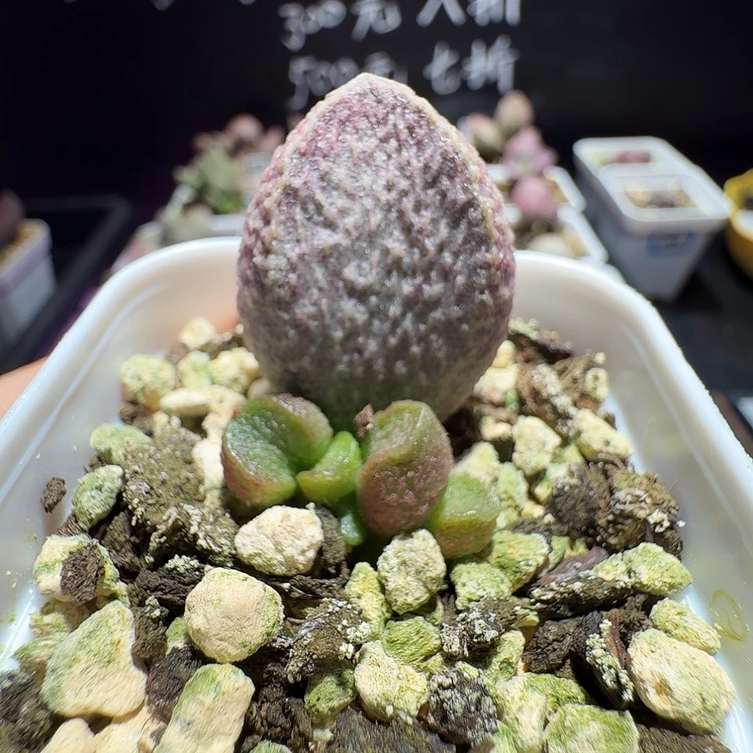 美杜莎水泡，带盆发货，满38包邮，植物售出不退不换